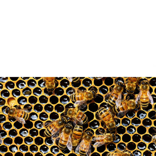 Wie die Bienen: Interne Kommunikation steigert das Engagement der Mitarbeiter
